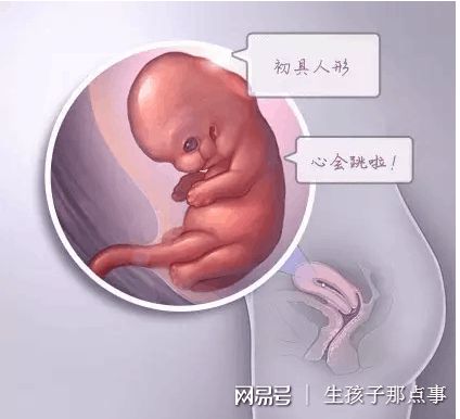 胚胎操作
